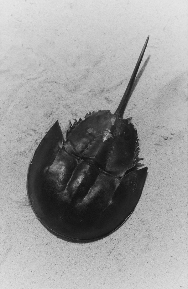 A horseshoe crab lying in the sand